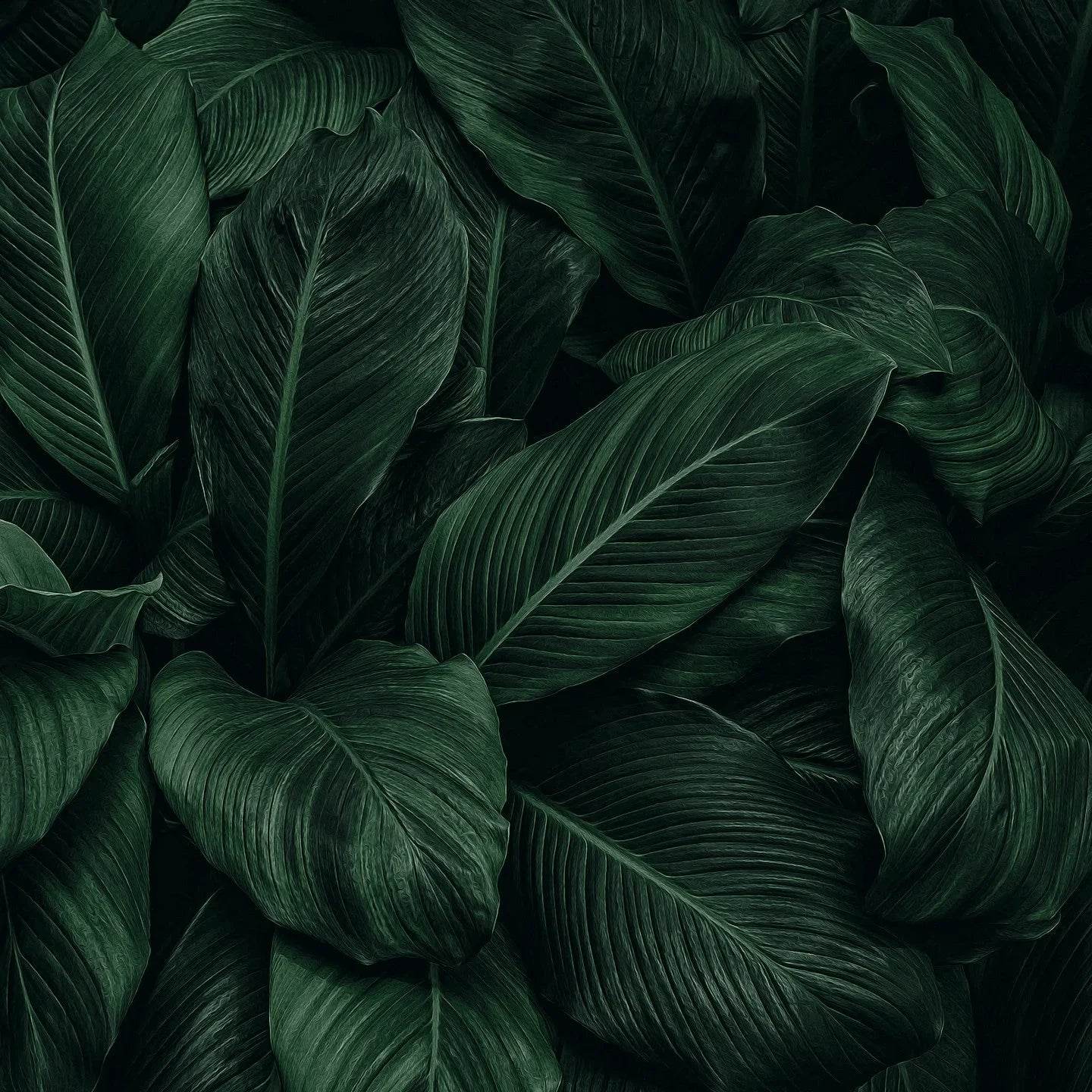 Abonnementen - SieroSanto