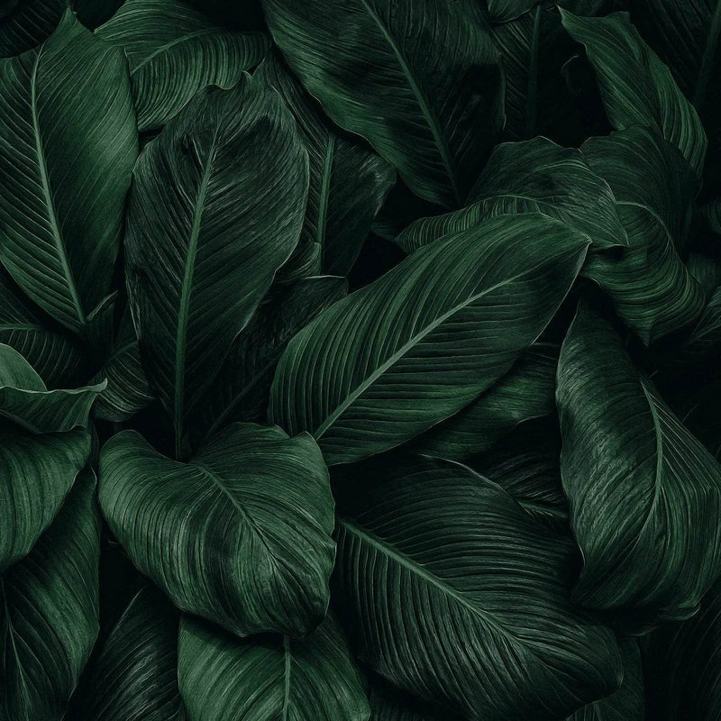 Abonnementen - SieroSanto