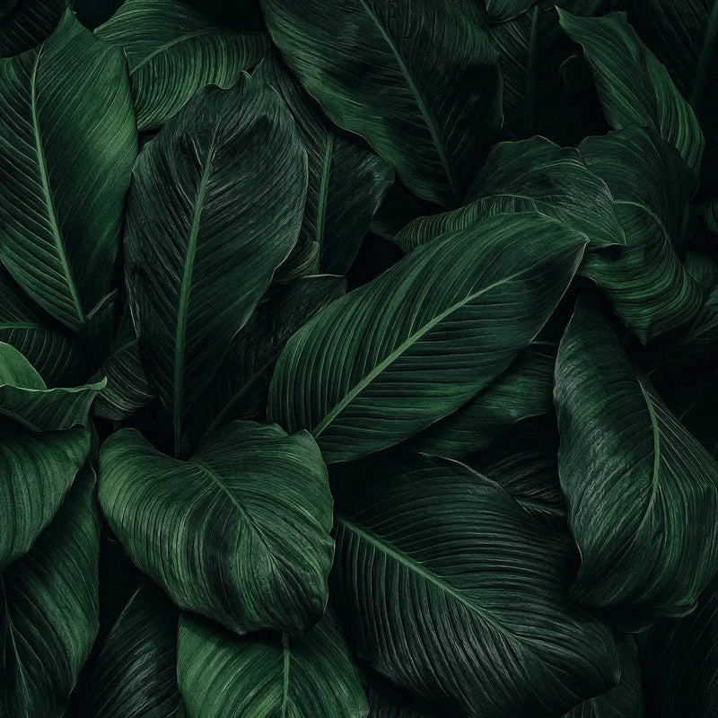 Kortingshoekje - SieroSanto