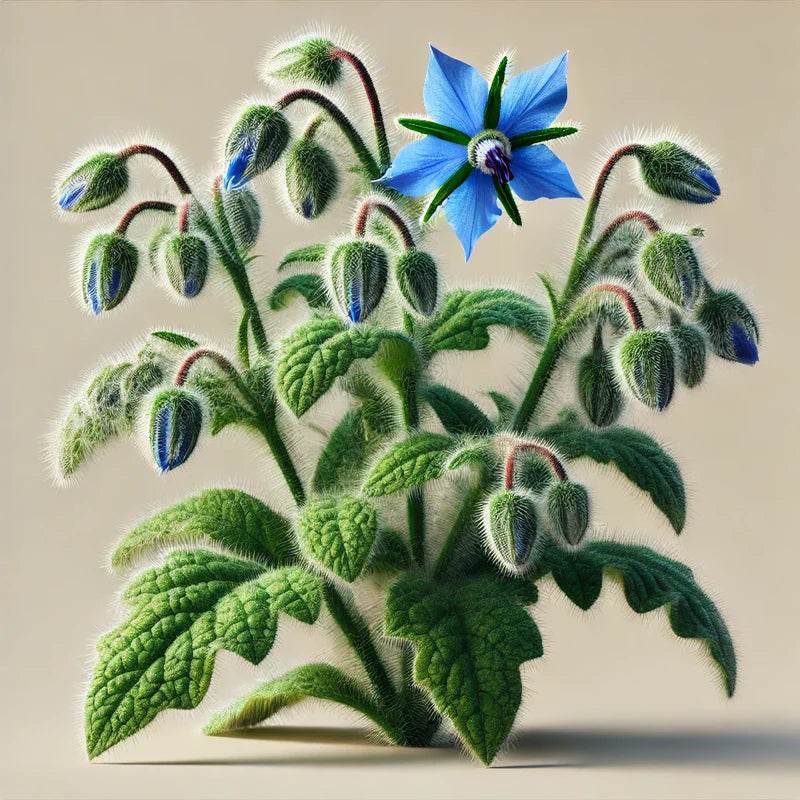 Oway Radiance Face Cream - SieroSanto