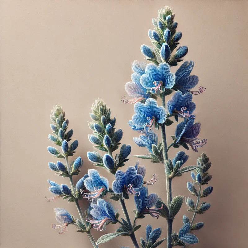 Oway Awakening Face Moisturizer - SieroSanto