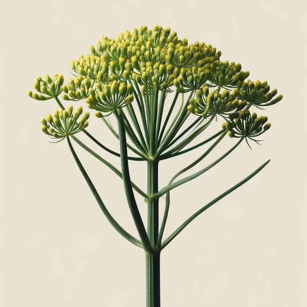 Oway Curly Hair Combing Cream - 500ml - SieroSanto