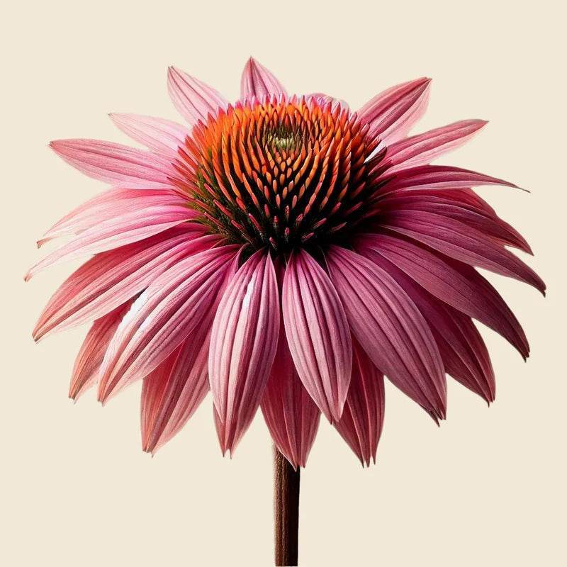 Oway Detox Body Bath - SieroSanto