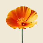 Oway Thermo-Detangling Cloud - SieroSanto