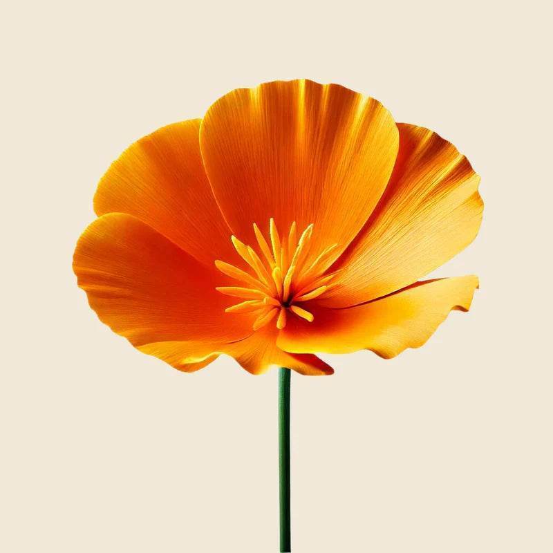 Oway Thermo-Detangling Cloud - SieroSanto