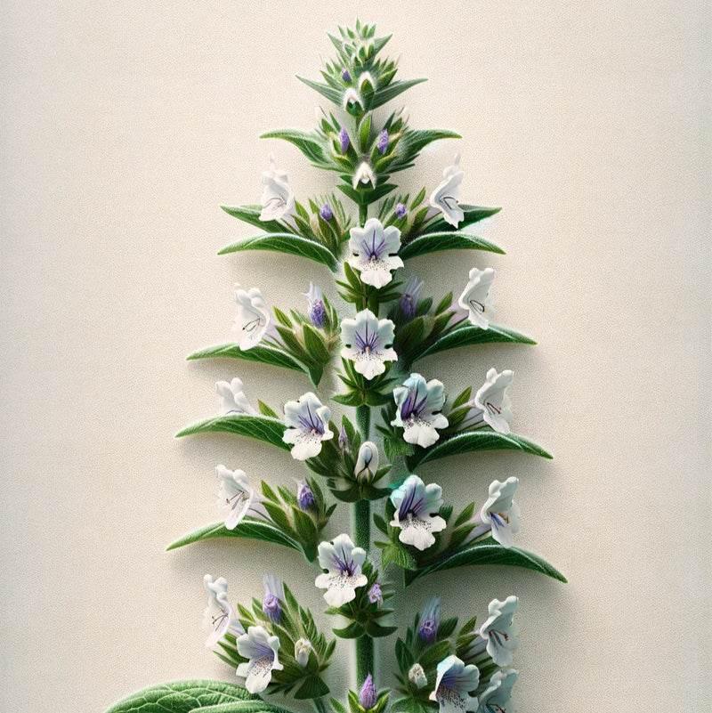 Oway Sebum Balance Hair Bath - 950ml - SieroSanto