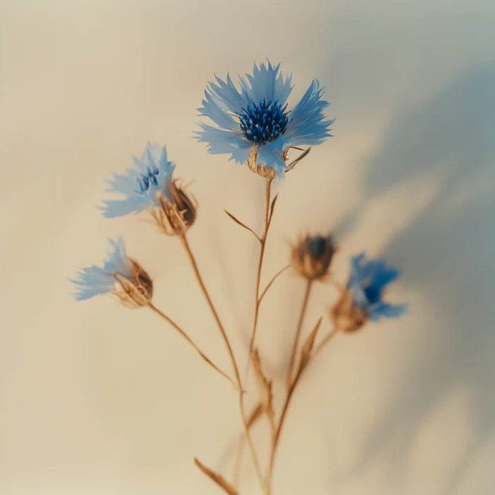 Oway Re-Vitalizing Face Serum - SieroSanto