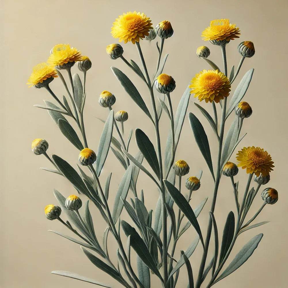 Oway Afterglow Body Renovater - SieroSanto