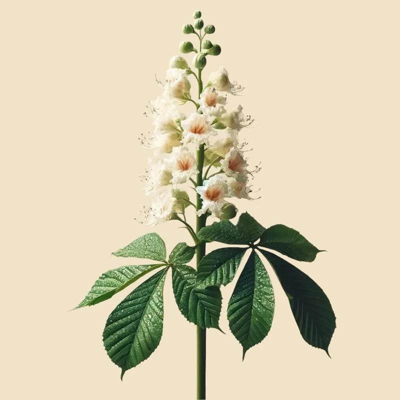 Oway Vivifying Remedy - Sensitive Scalps - SieroSanto