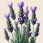 Oway Rebuild M+ Hair Mask - 500ml - SieroSanto