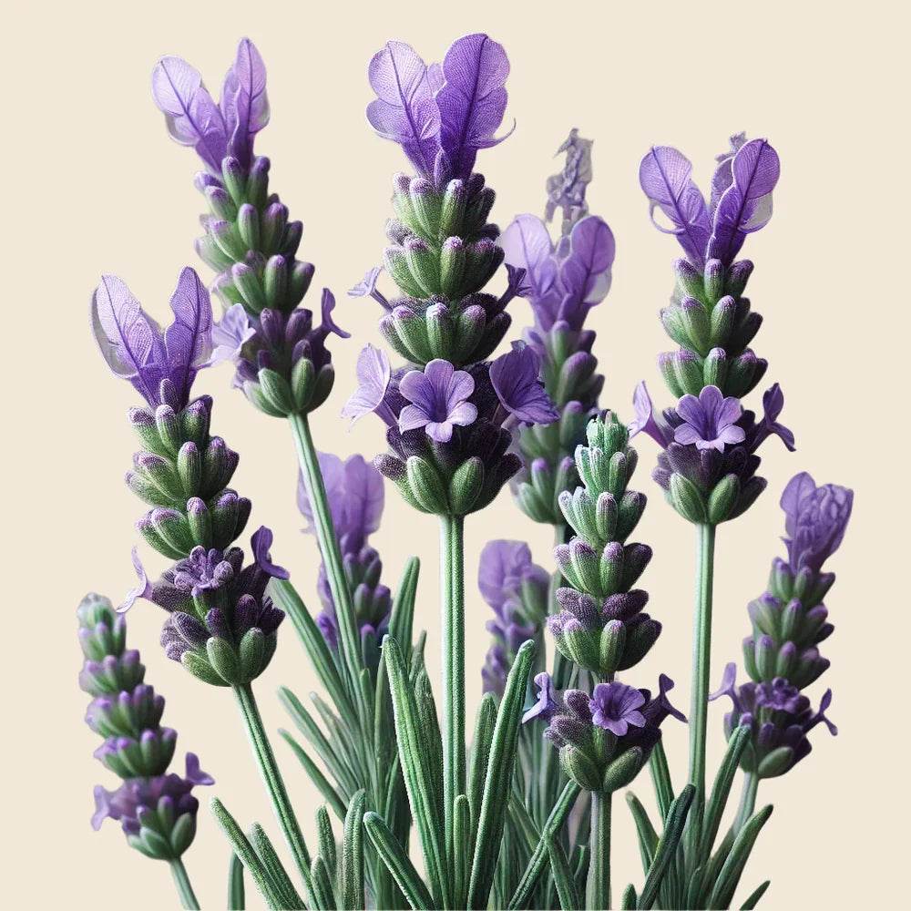 Oway Miror - SieroSanto