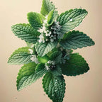 Oway Phytoprotein Mist - SieroSanto