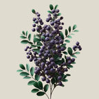 Oway Softening Shave Cream - SieroSanto