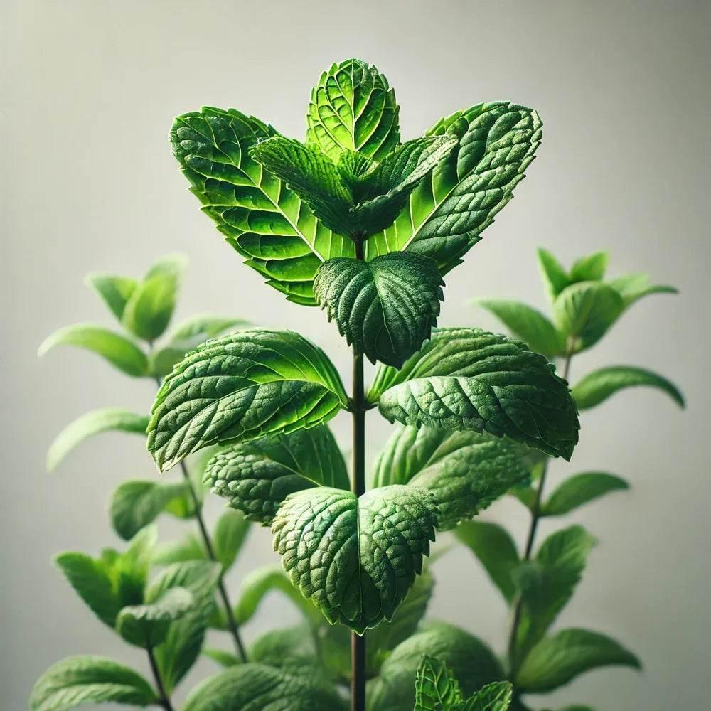 Oway Vivifying Remedy - Sensitive Scalps - SieroSanto