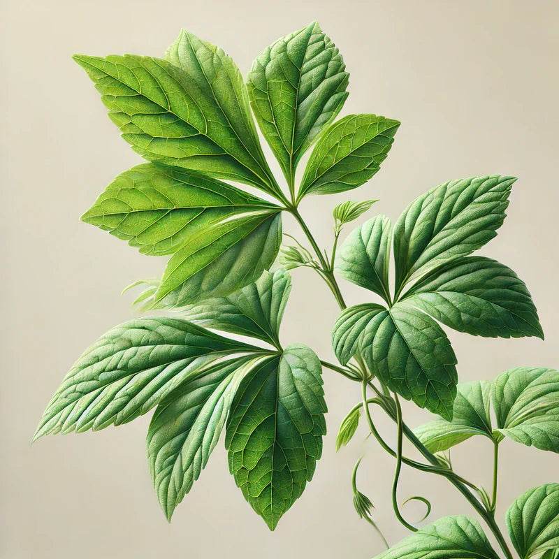 Oway Velvet Body Fluid - SieroSanto