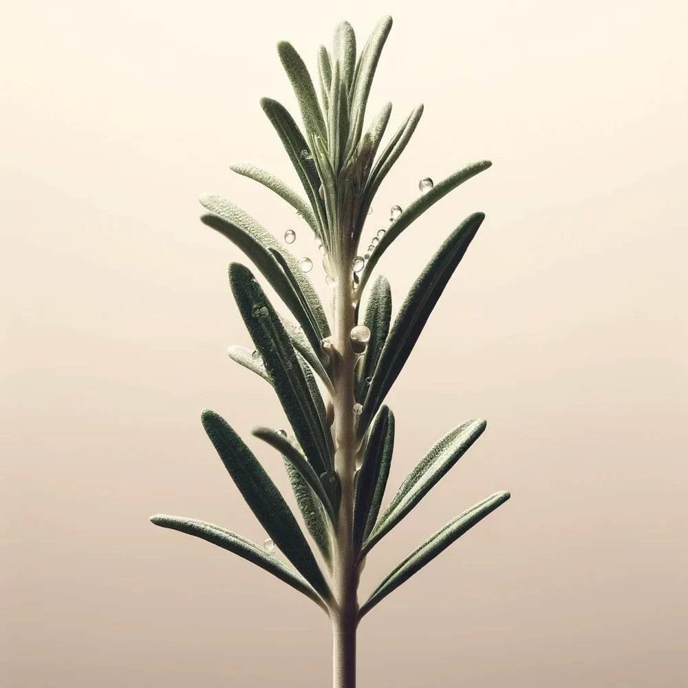 Oway Purifying Hair Bath - Dry Scalps - 950ml - SieroSanto