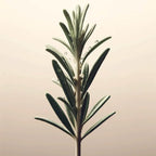 Oway Purifying Hair Bath - Dry Scalps - 950ml - SieroSanto