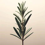 Oway Re-Balancing Face Serum - SieroSanto