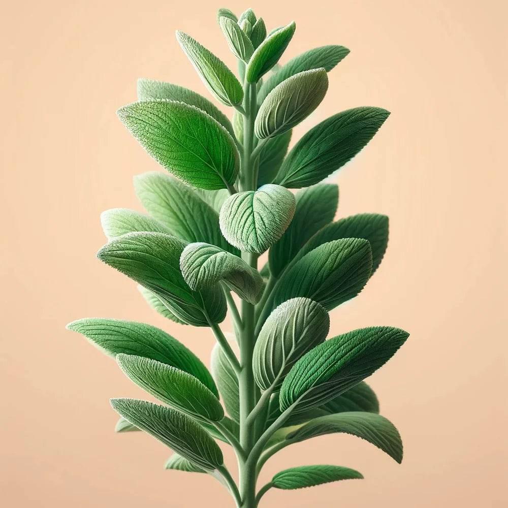 Oway Hydro-Balance Scalp Gel - SieroSanto