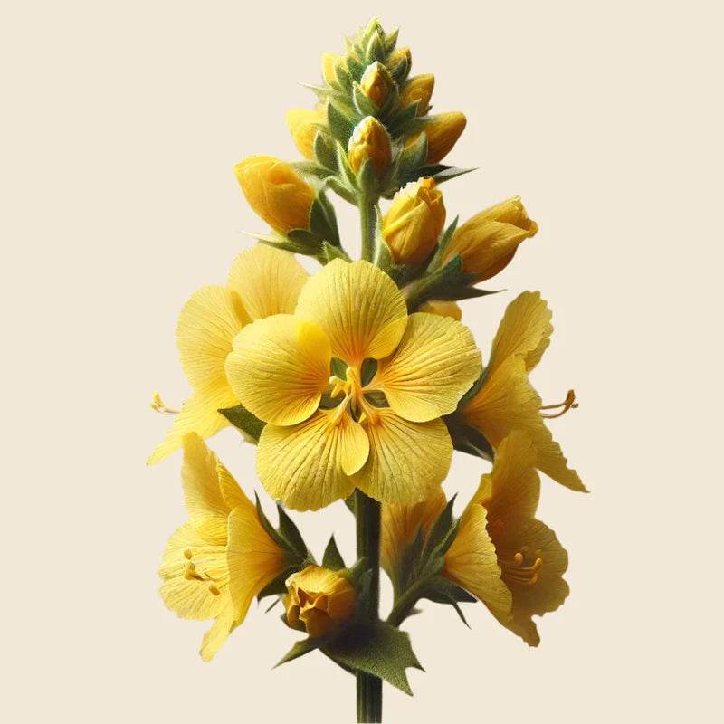 Oway Enlivening Face Mist - SieroSanto