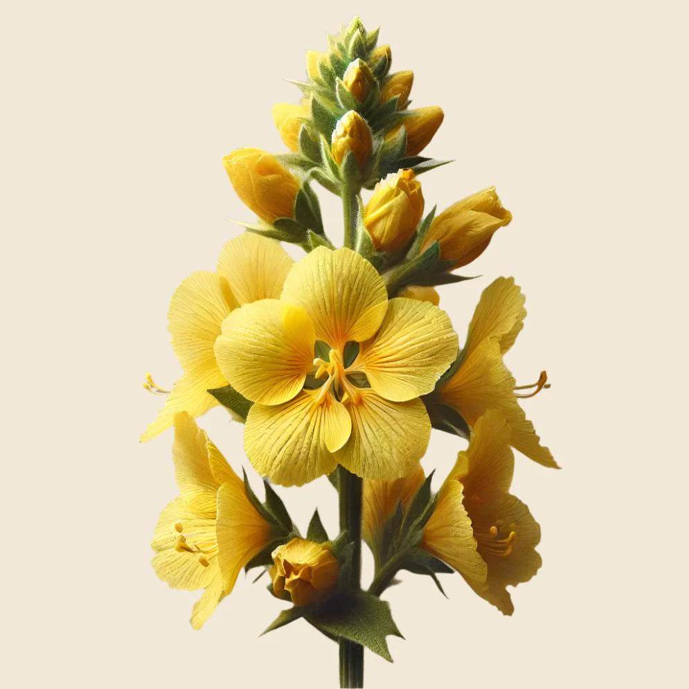 Oway Resurfacing Face Peel - SieroSanto