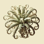 Oway Face & Eye Energizing Texture - SieroSanto